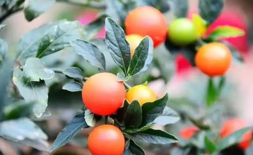 这种观果盆栽比花美,养在家里能温暖整个冬天