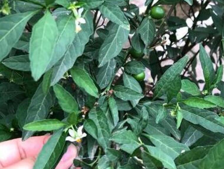 这种观果盆栽比花美,养在家里能温暖整个冬天
