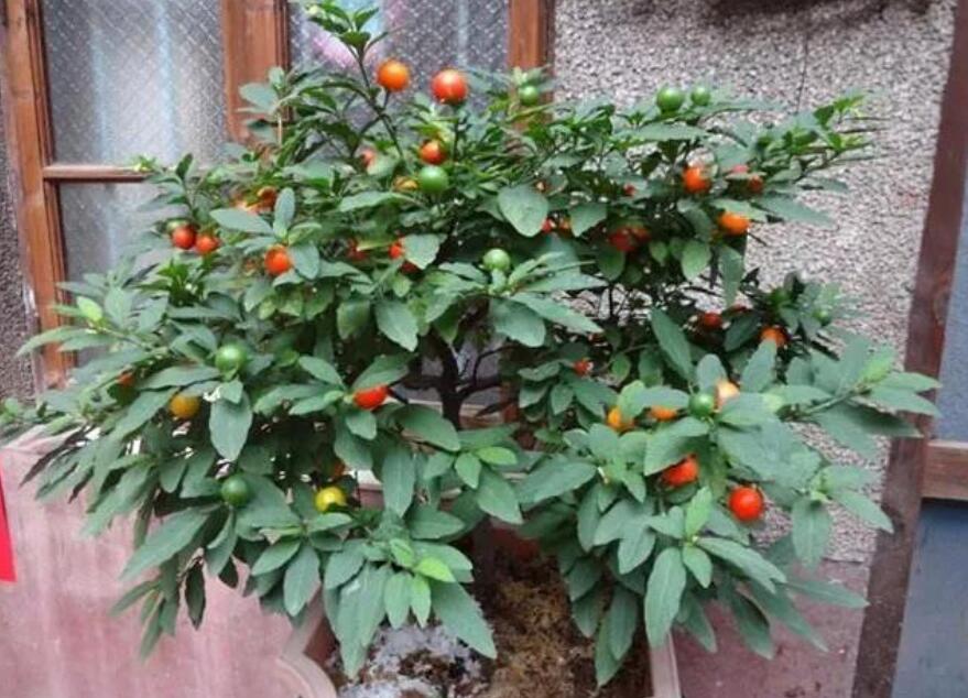 这种观果盆栽比花美,养在家里能温暖整个冬天