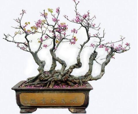 紫荆的盆景制作方法