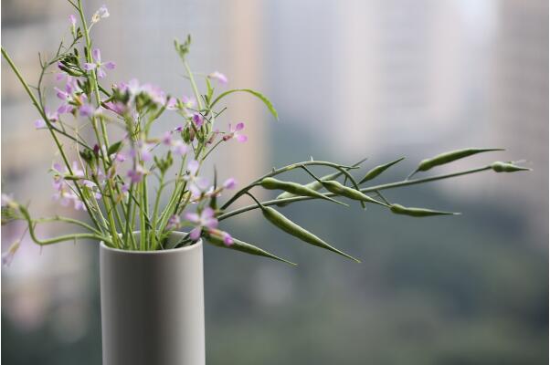 萝卜花插花艺术