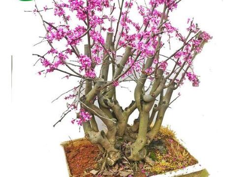 紫荆的盆景制作方法