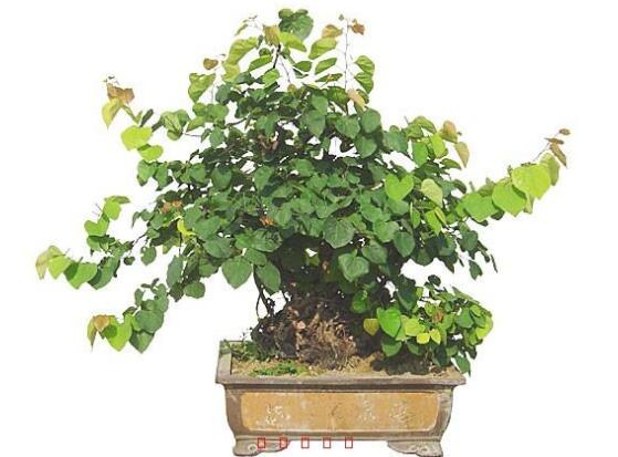 紫荆的盆景制作方法