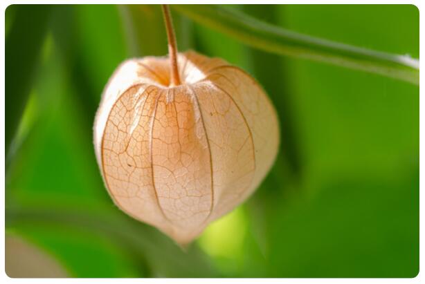豫东平原的美味:香姑娘(灯笼草)