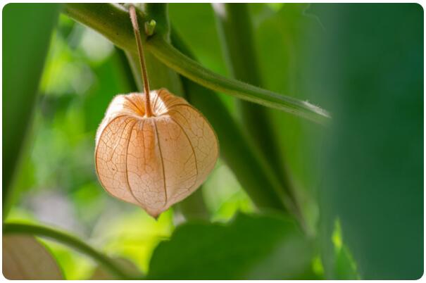 《红楼梦》中提到的林黛玉的前身绛珠仙草,原来是它