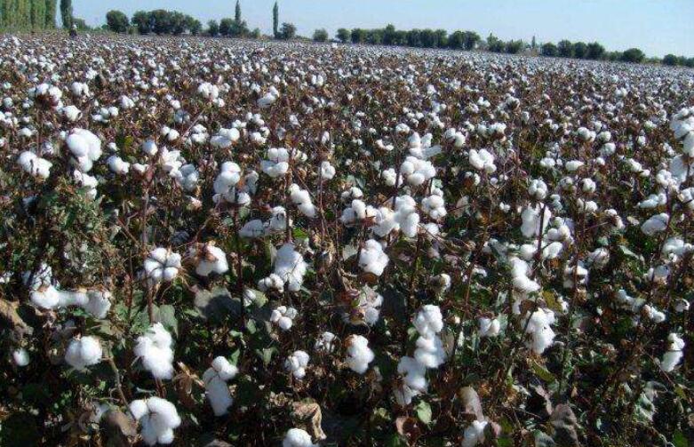 棉花