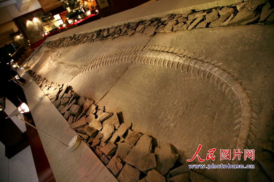 贵州安顺发现长有一对角的“中国龙”化石