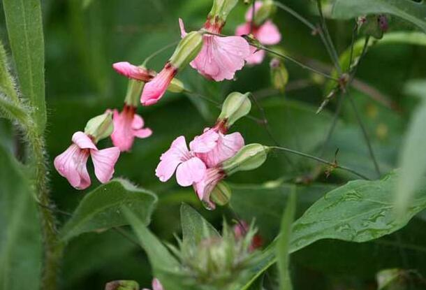 面条菜和王不留你能分清吗？王不留为啥有这么奇怪的名字？王不留行名字的由来
