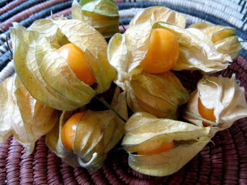 灯笼草(香姑娘)