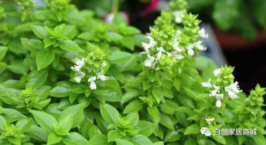 香花子，生长于河南本地的原始香料