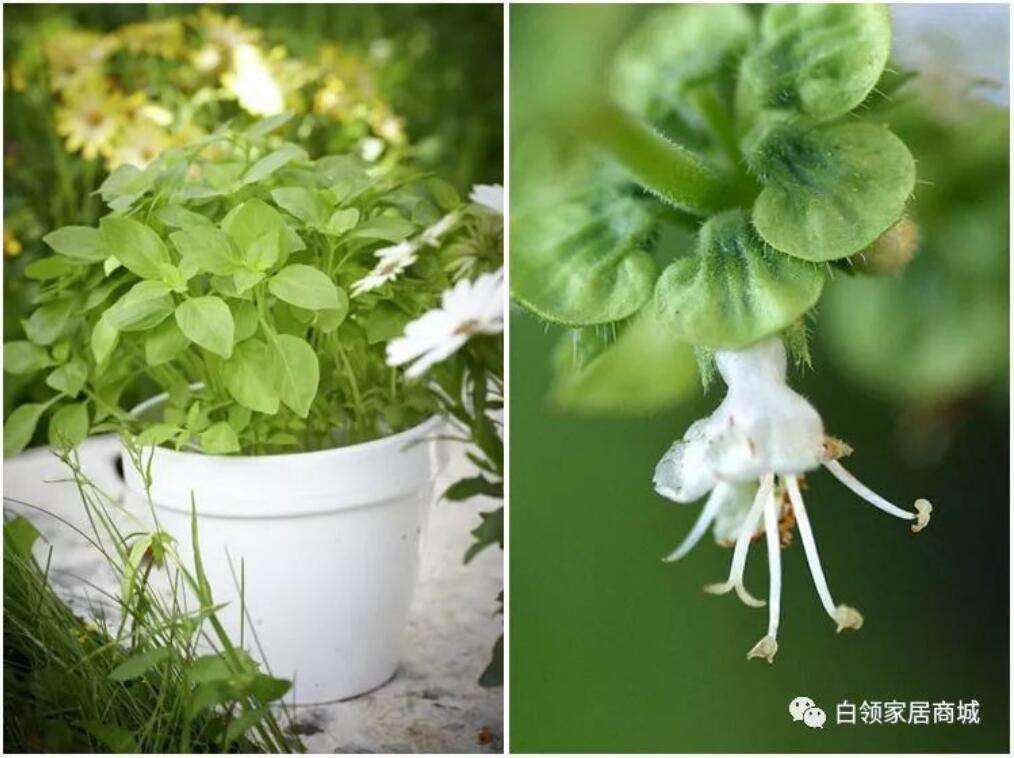 香花子,生长于河南本地的原始香料