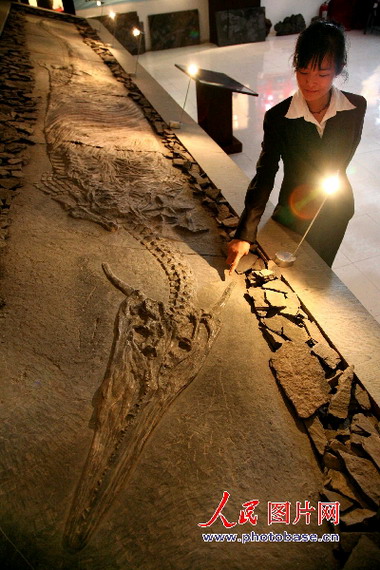 贵州安顺发现长有一对角的“中国龙”化石