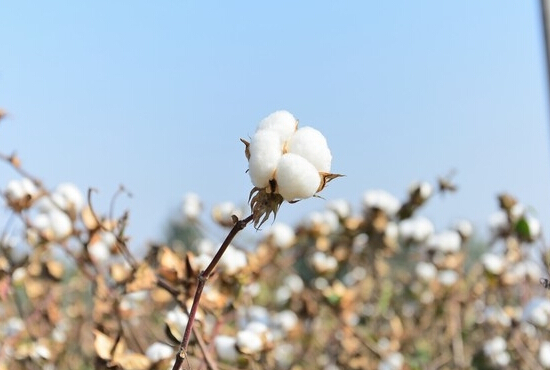 棉花