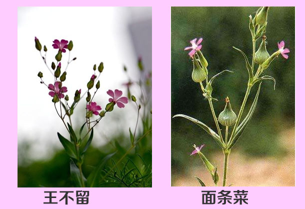 苗条菜与王不留