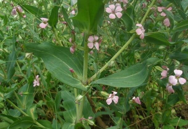 王不留名字的由来