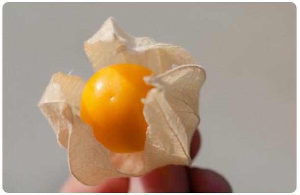 香姑娘灯笼草。