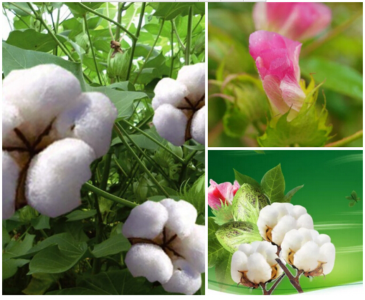 有一种花叫棉花