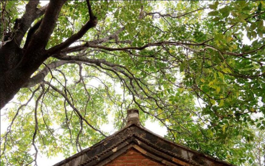 老物件的记忆:老椿木大床