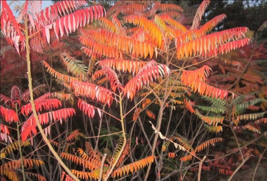 老物件的记忆:老椿木大床