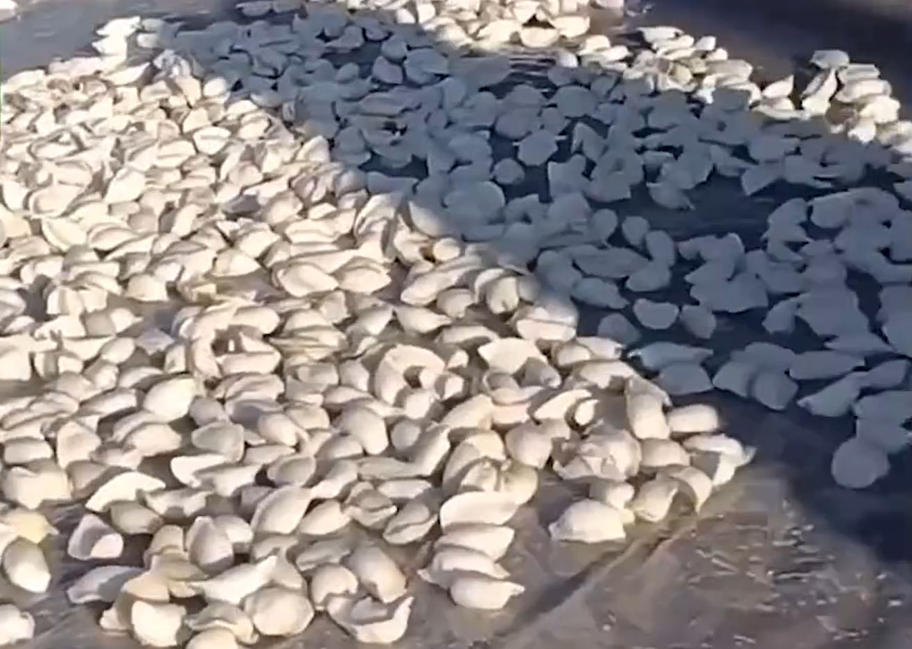 老物件的记忆:红薯推子