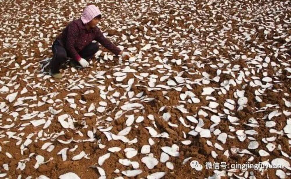 老物件的记忆:红薯推子