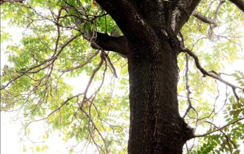 老物件的记忆:老椿木大床