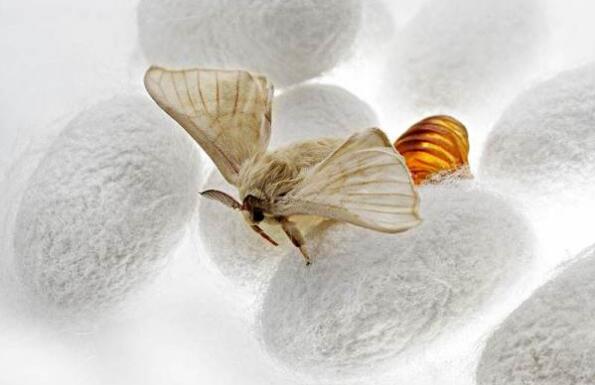 《山海经》中的“帝江”到底是什么?