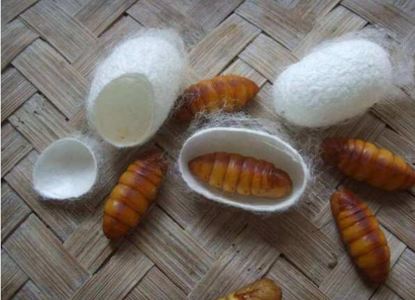 《山海经》中的“帝江”到底是什么？