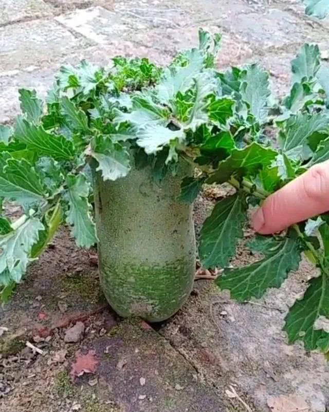 农家院子,穷装素颜生活也可以过成诗