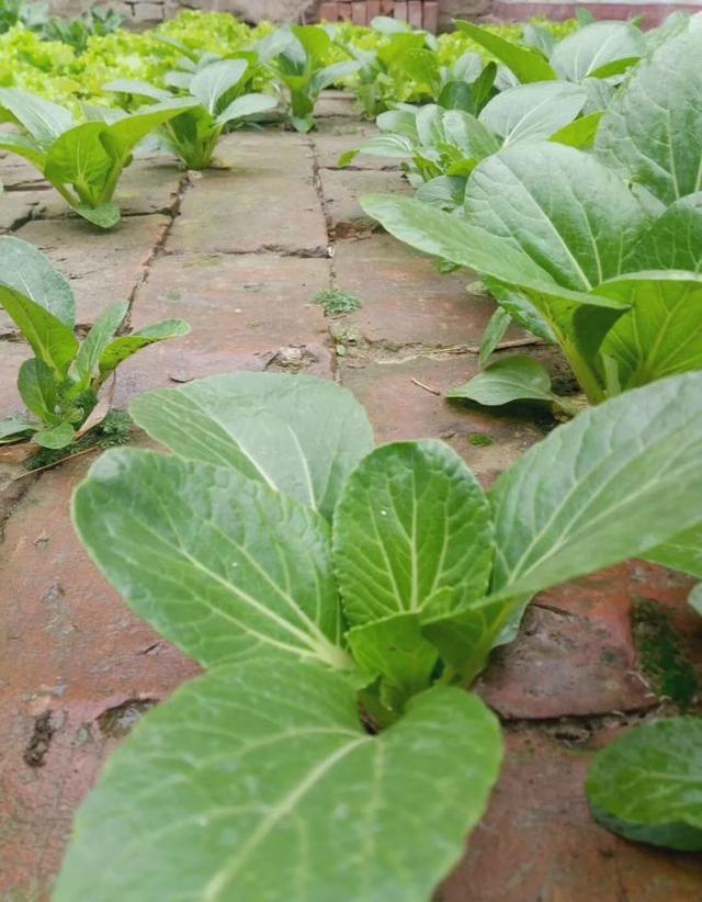 农家院子,穷装素颜生活也可以过成诗