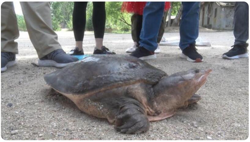 百年巨鳖现身南阳长75厘米，重46斤 为什么大型动物多出现在五月，难道真有渡劫吗？