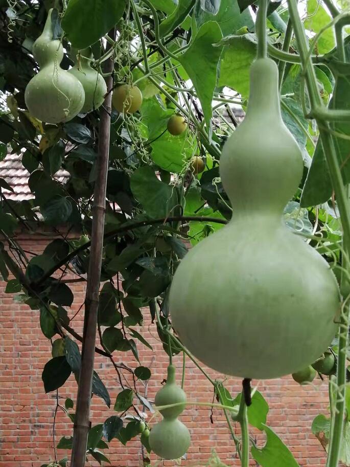 金钱吊葫芦,准主福禄寿