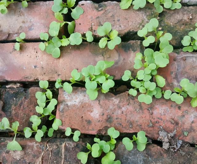 农家院子,穷装素颜生活也可以过成诗