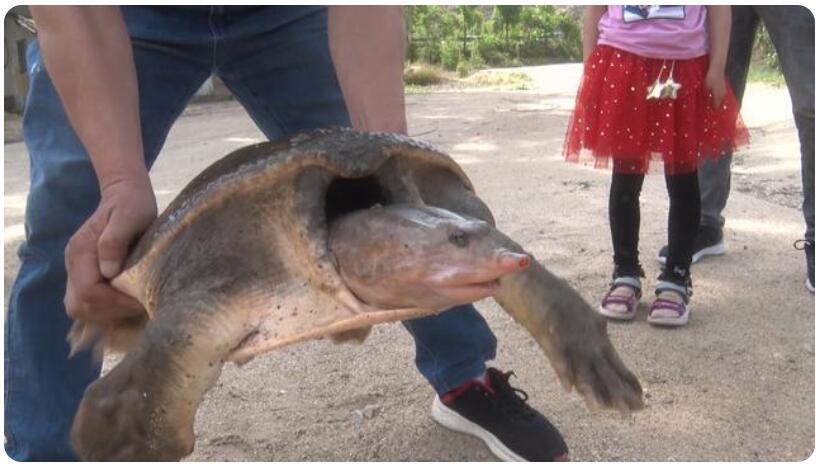 百年巨鳖现身南阳长75厘米,重46斤