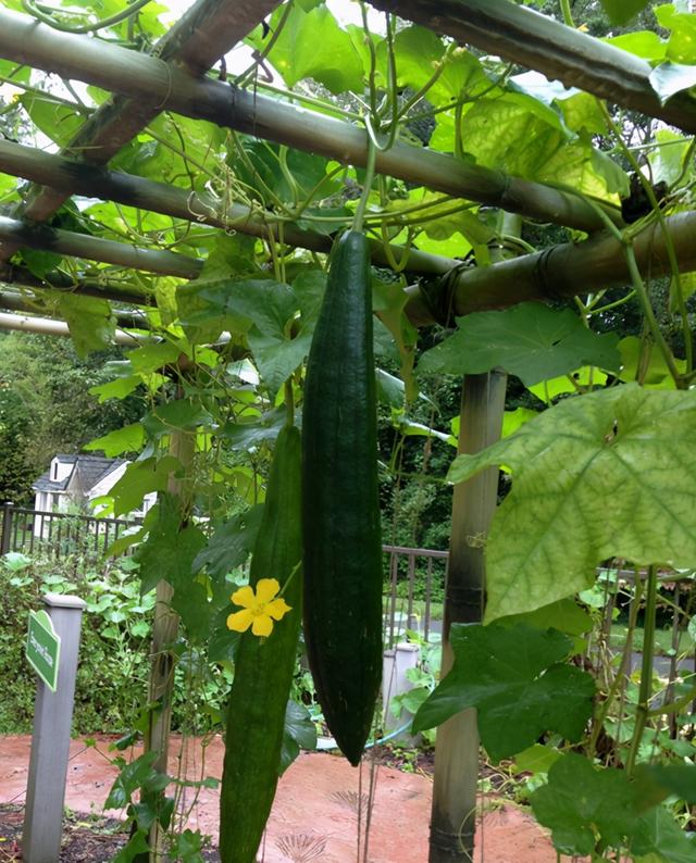 农家院子，穷装素颜，也可以过成诗