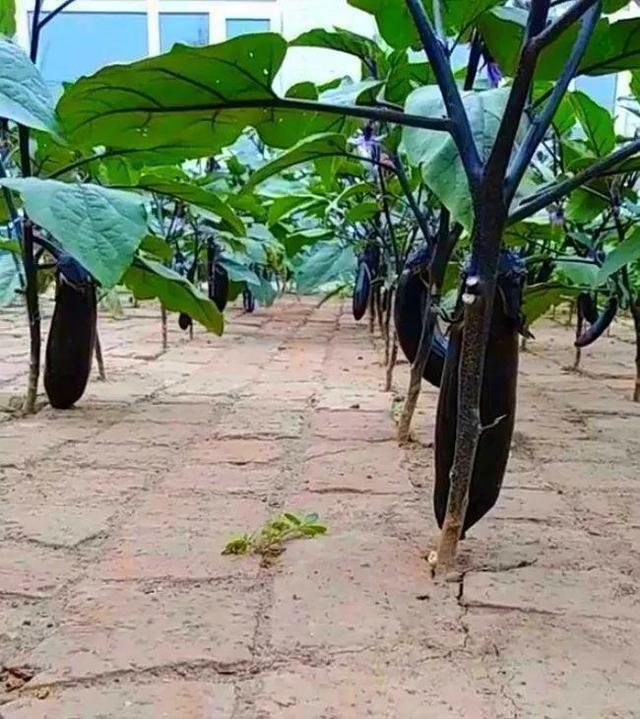 农家院子,穷装素颜生活也可以过成诗