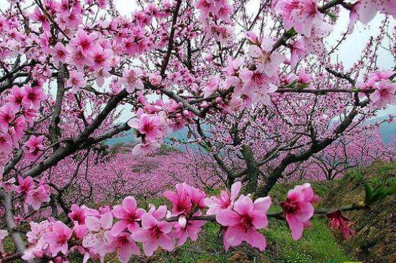 桃花仙子的传说：桃木为什么能辟邪？