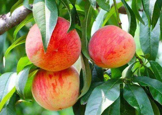 桃花仙子的传说