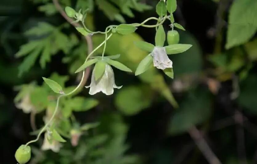 人参、党参、丹参、西洋参 到底有什么区别？