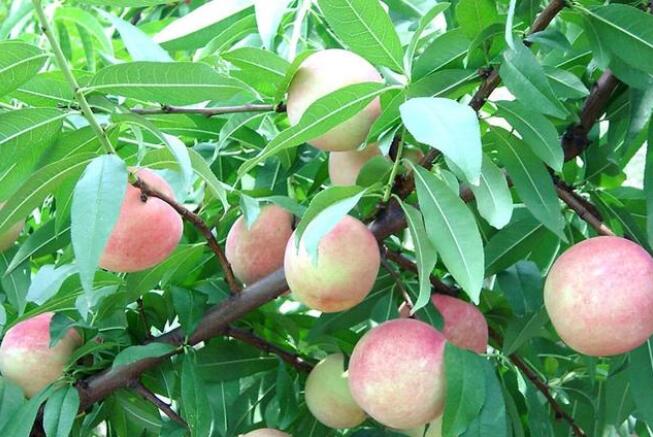 民间传统的吉祥树都有哪些？