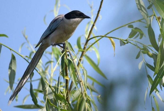 死后100天,旱魃的传说