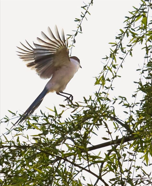 孟姜女见范喜良眉清目秀，和家人商量后，就和范喜良成亲了，两人过上了神仙眷侣的生活。 可惜好景不长，范喜良再次被秦始皇抓去做了壮丁修长城。孟姜女只得去找自己的丈夫。 风餐露宿无数日夜，终于到了长城。一问才知道范喜良已经死去了，并且和累死病死的劳工一起埋在了长城下面。 孟姜女只觉得晴天霹雳，伤心欲绝的哭了起来。哭了十天十夜，终于墙的一角塌陷了露出一堆白骨，孟姜女滴血认亲找到了丈夫的遗骸。 这时秦始皇刚巧出巡，听闻一个女子哭倒了长城准备问罪。最后见孟姜女的美貌，想据为己有。孟姜女说，只要你答应我三件事我就从你。一，为我夫君立碑。二，为我夫君披麻戴孝。三，我要逛三天大海。秦始皇应允，谁知孟姜女逛海时，纵身一跃跳进了海里。海里的龙王和虾兵蟹将救助了她，掀起海浪，差点淹死秦始皇。