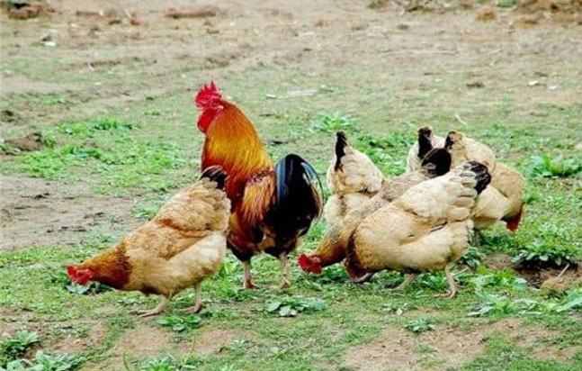 散养柴鸡