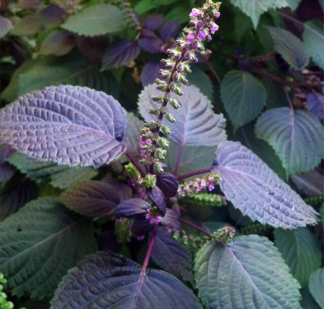 紫苏和藿香是个宝,但却傻傻分不清?资深吃货为你详解它们的吃法