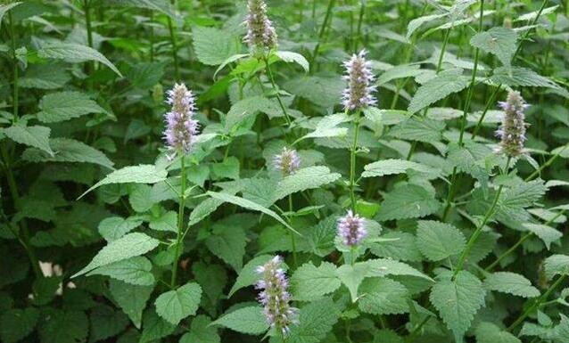 藿香和紫苏傻傻分不清！到底怎么分？怎么吃？