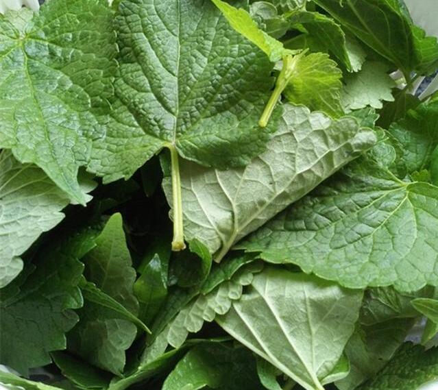 紫苏和藿香是个宝,但却傻傻分不清?资深吃货为你详解它们的吃法