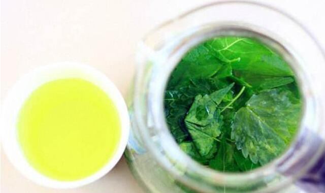 紫苏和藿香是个宝,但却傻傻分不清?资深吃货为你详解它们的吃法