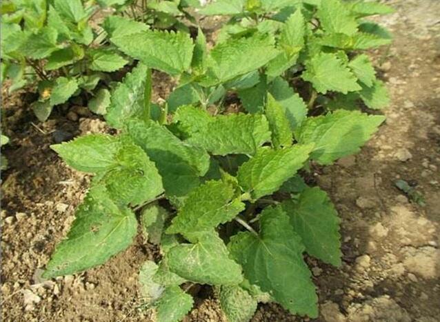 紫苏和藿香是个宝,但却傻傻分不清?资深吃货为你详解它们的吃法