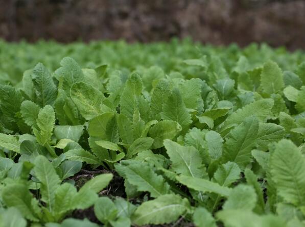 冬吃萝卜,怎么吃?