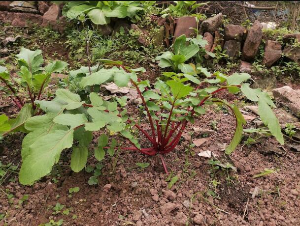 冬吃萝卜,怎么吃?